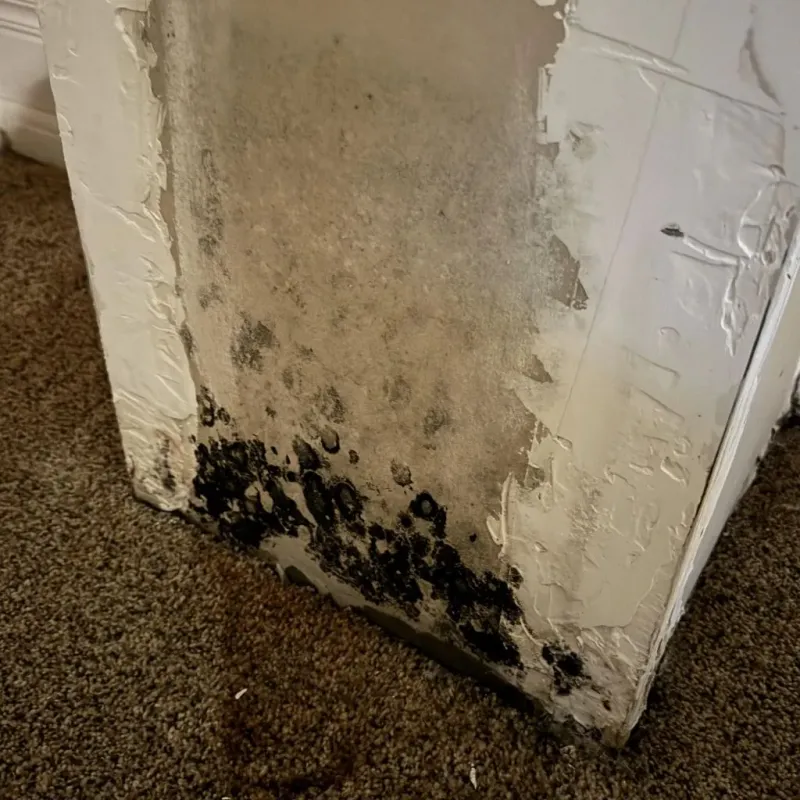Professional Mold Removal in Hood River County, OR